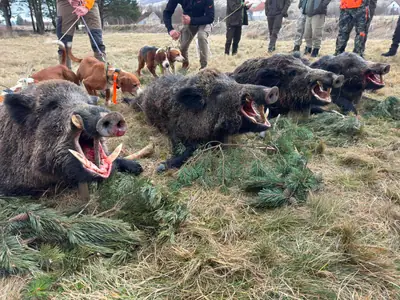 Quattro cinghiali disposti su rami di pino in un campo, con segugi al guinzaglio e cacciatori dietro