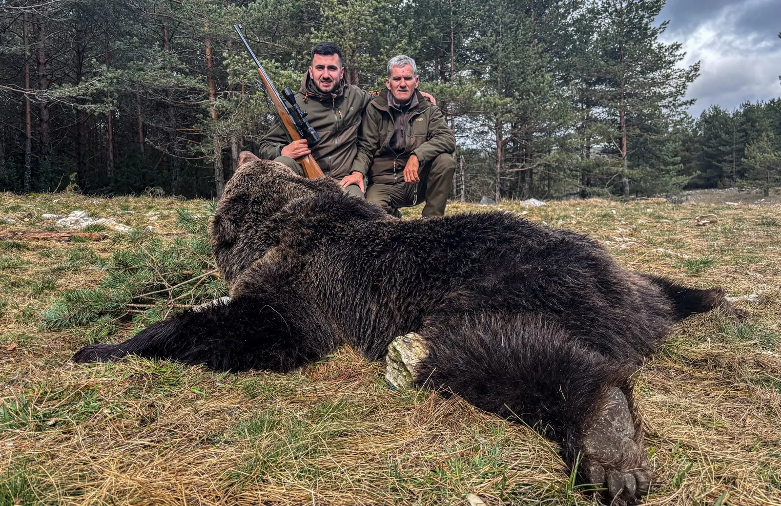 Brown bear