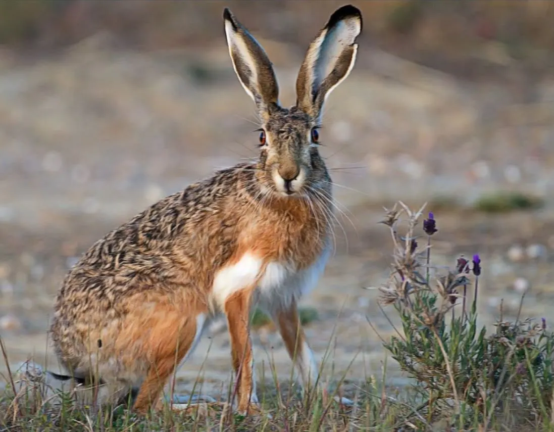 Brown hare