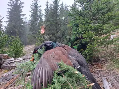 A capercaillie with dark plumage and a red eye wattle lying on spruce branches in misty forest