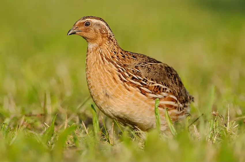 Common quail