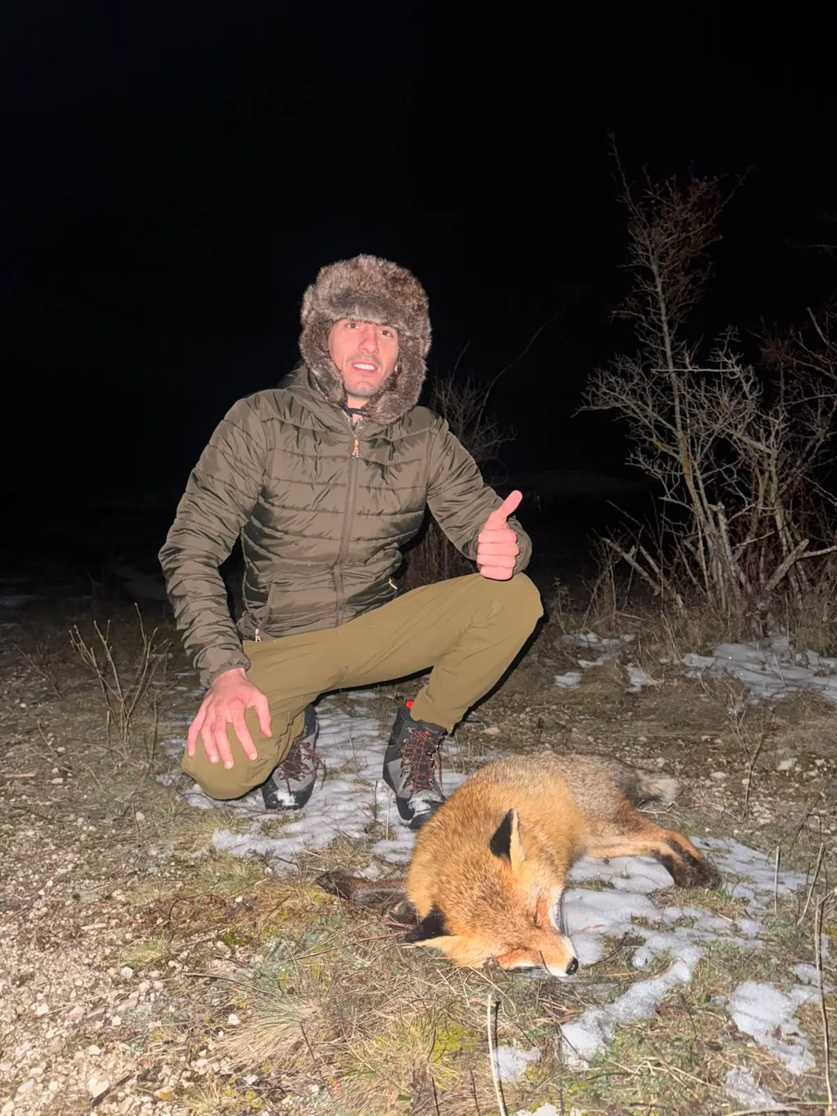Red fox