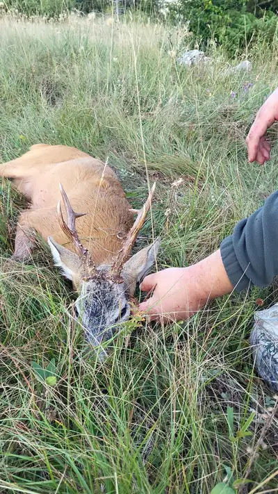 Un capriolo disteso nell'erba alta d'estate, con le mani del cacciatore sulla testa