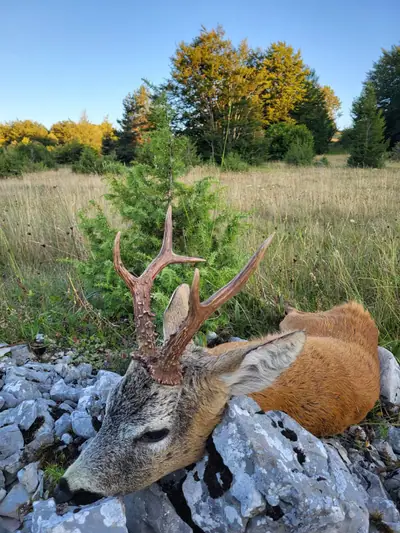 A roe buck with well-formed antlers lying on limestone beside a young juniper, autumn woodland behind