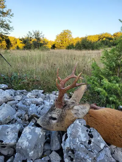 A roe buck resting on pale limestone rocks at dusk, with a golden treeline behind