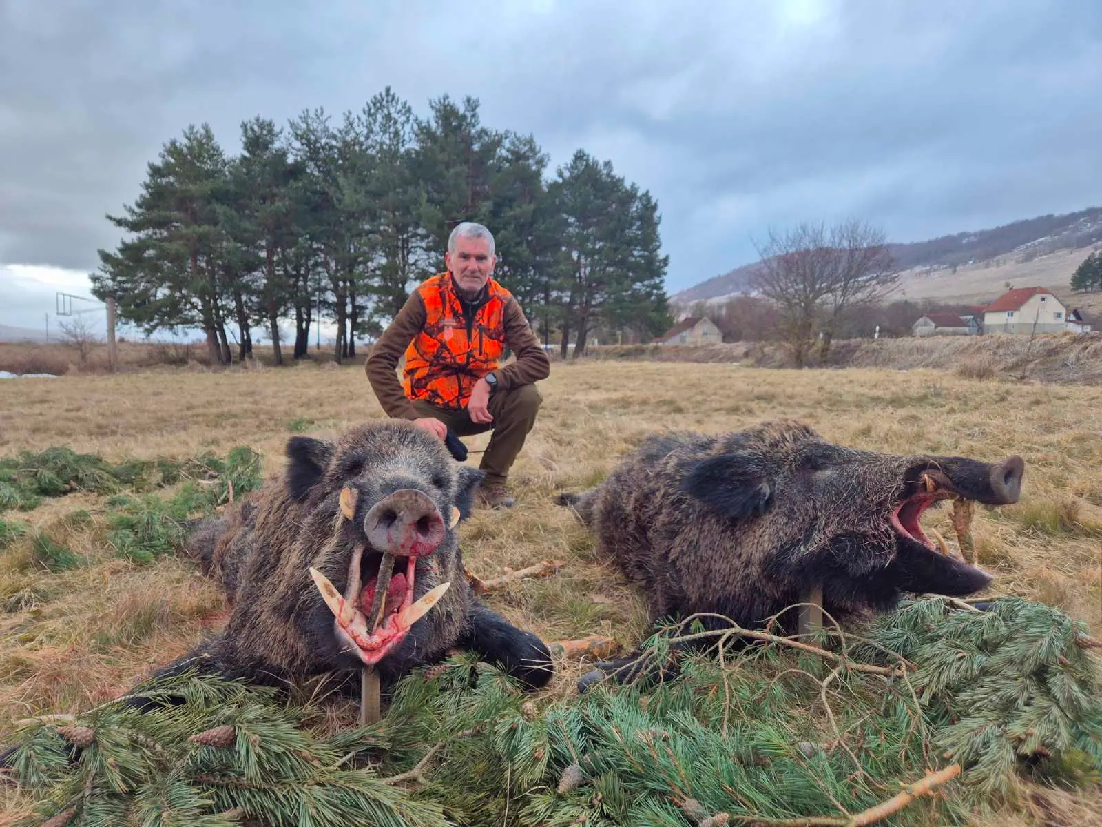Wild boar