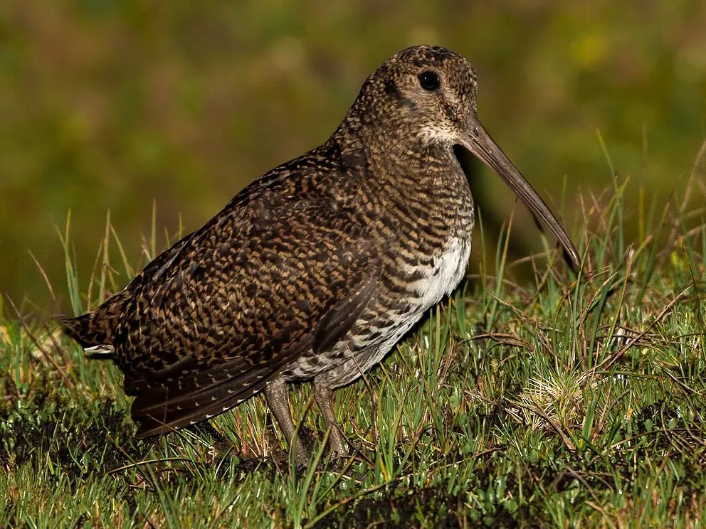 Eurasian woodcock